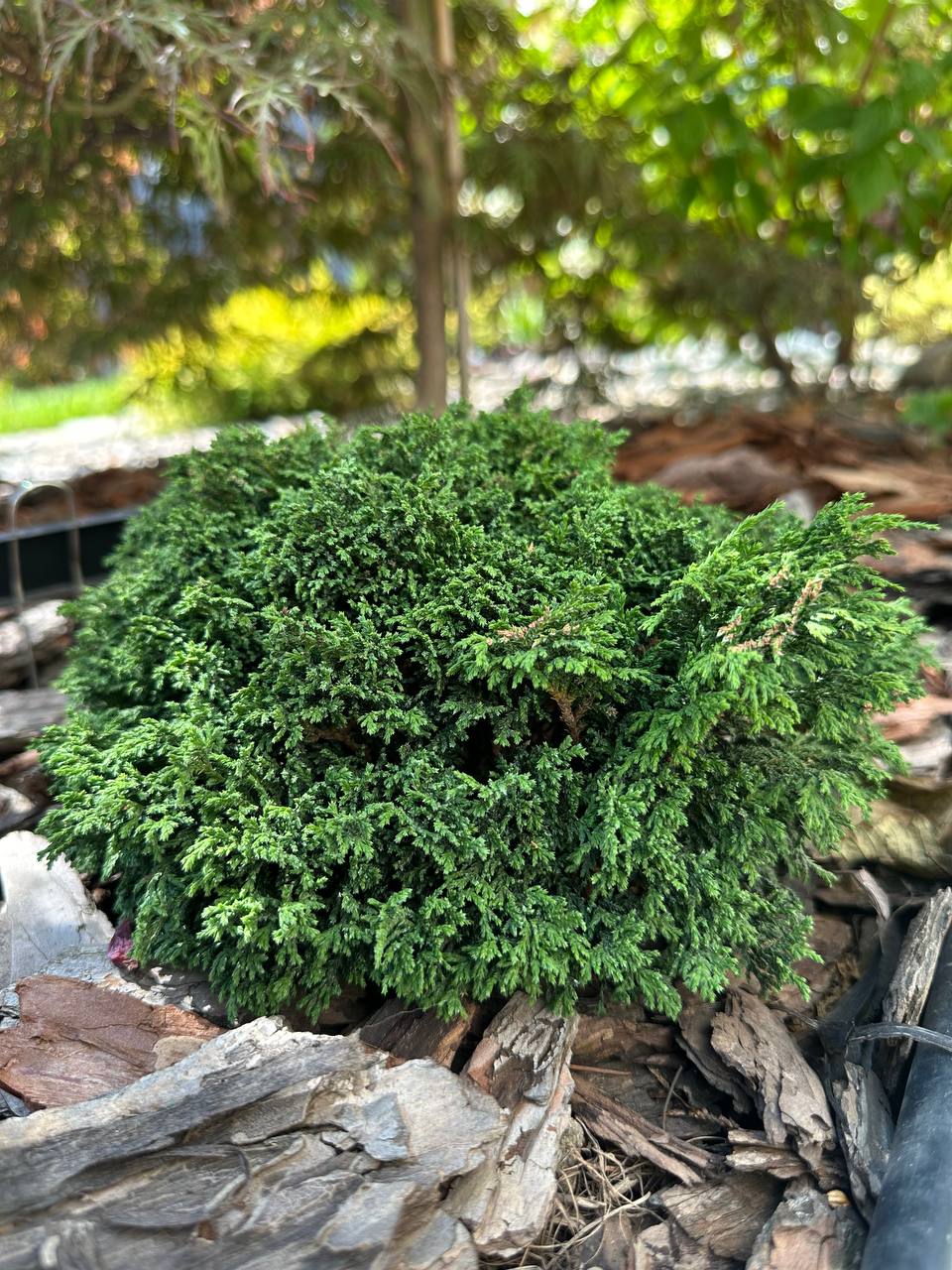 Chamaecyparis pisifera 'Hime-sawara'