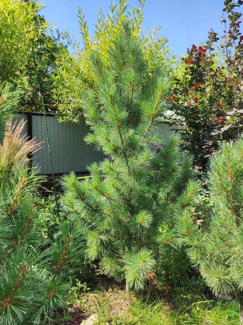 Pinus sibirica 'On-i-Ona'
