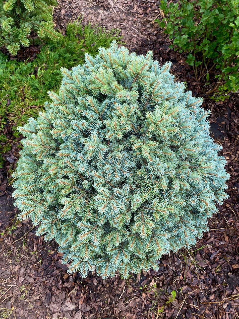 Picea pungens 'Pali'