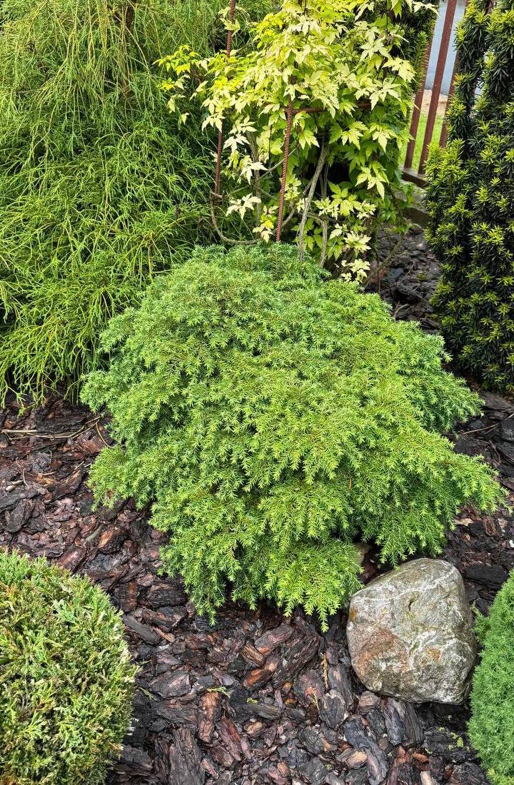 Tsuga canadensis ‘Jeddeloh’