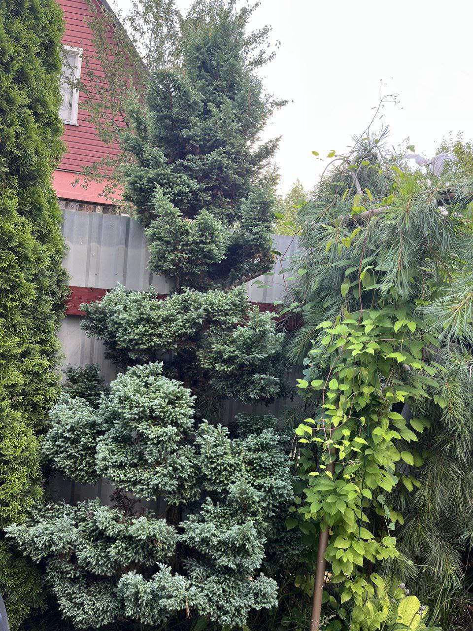 Chamaecyparis pisifera 'Boulevard'