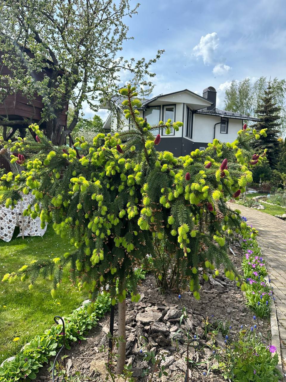 Picea abies 'Loreley'