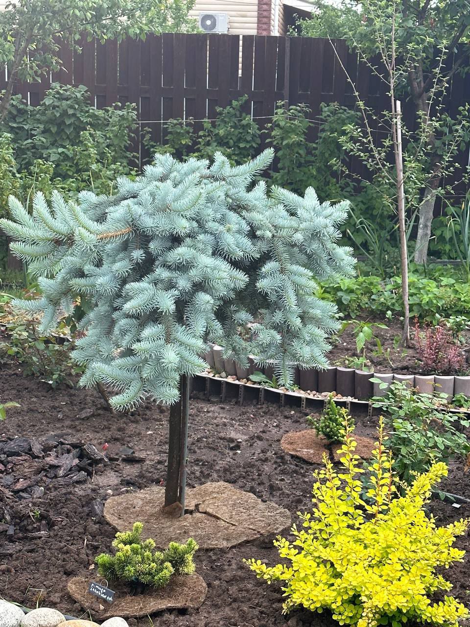 Picea pungens 'Glauca Prostrata'