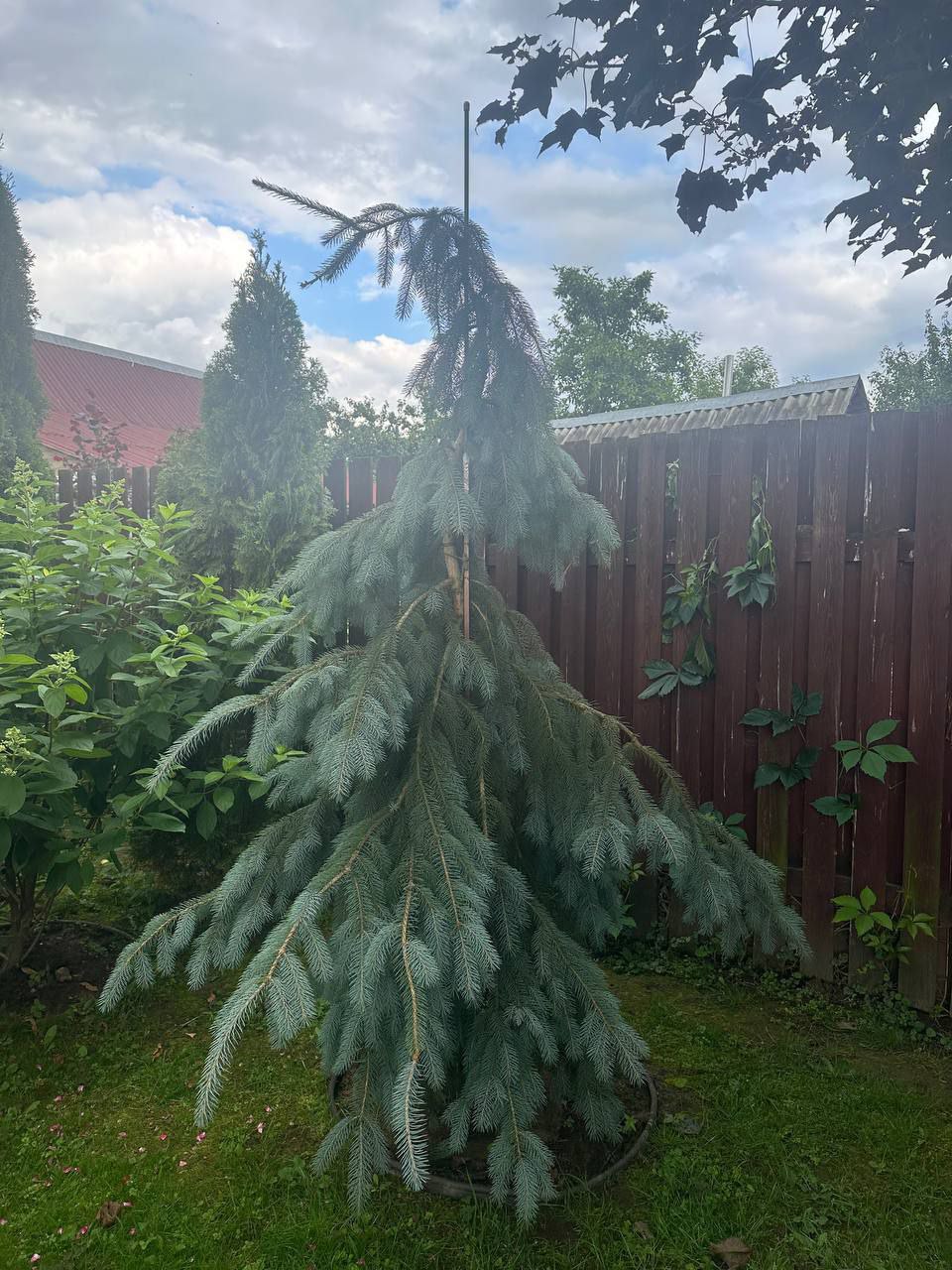Picea engelmannii 'Bush's Lace'