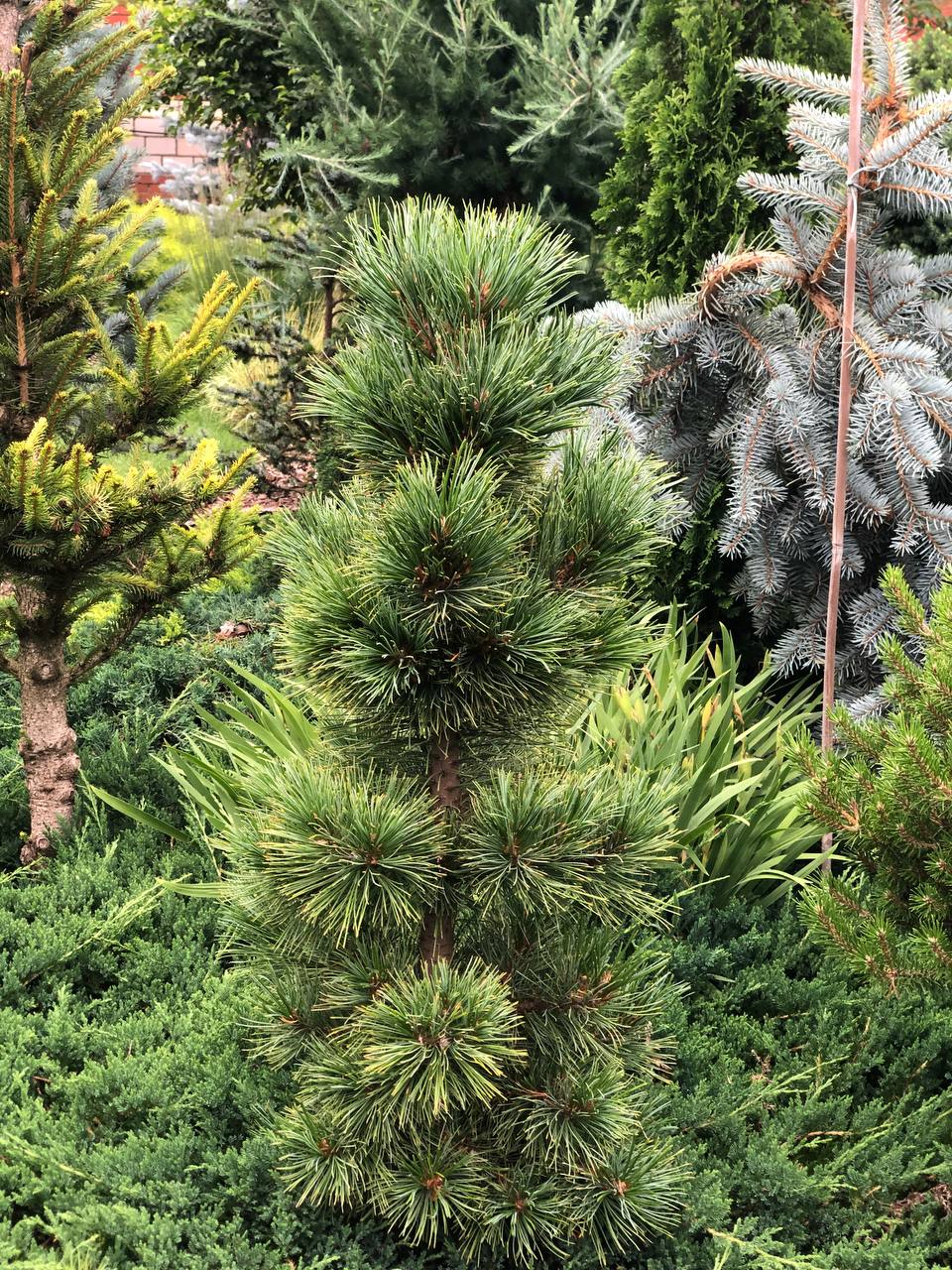 Pinus sibirica 'Izumrud'.