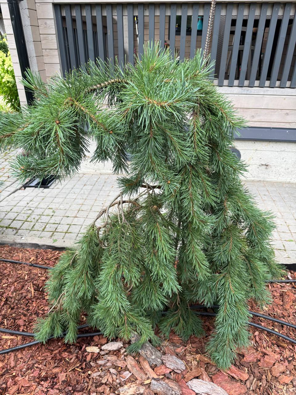 Pinus sylvestris 'Mitsch's Weeping'