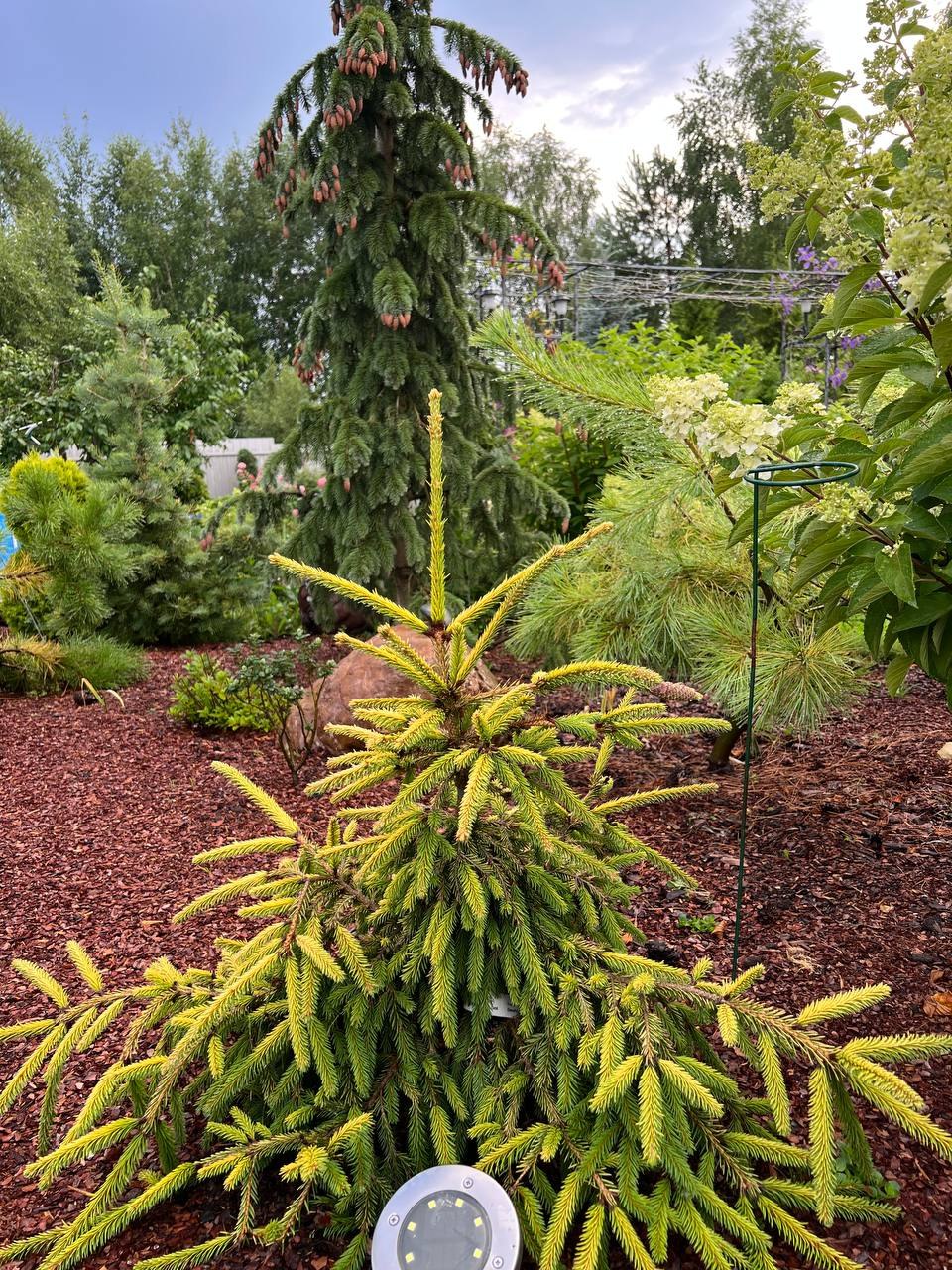 Picea abies ‘Dandylion’