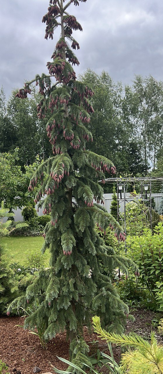 Picea engelmanii ‘Pendula’