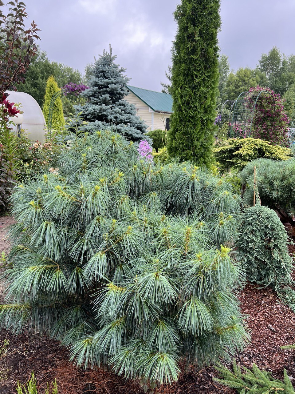 Pinus wallichiana 'Nana'