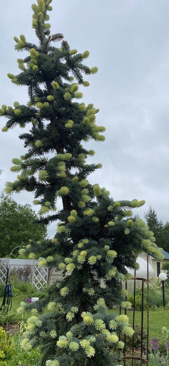 Picea pungens 'Fruhling Gold'