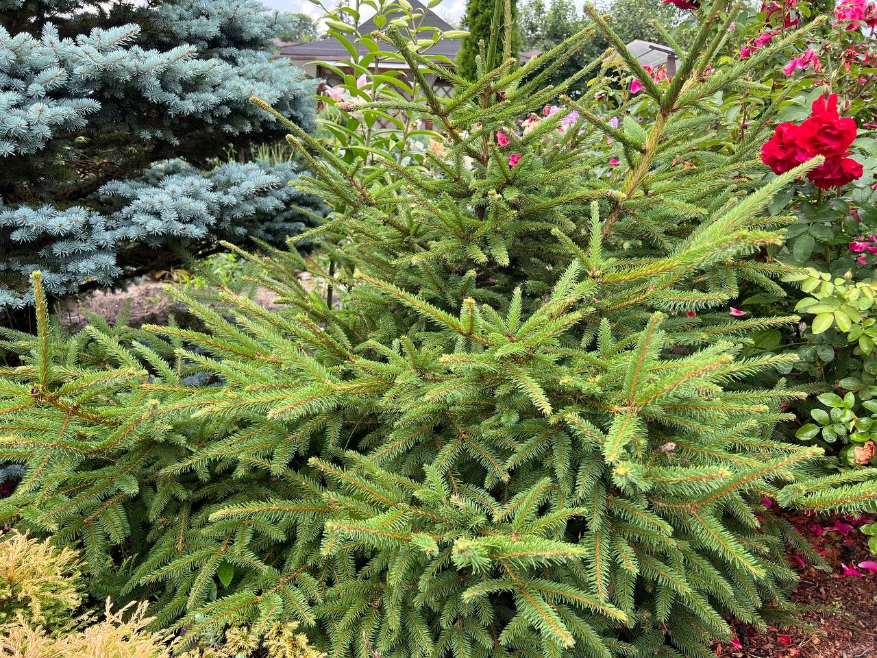 Picea abies ‘Henksgarden Beauty’
