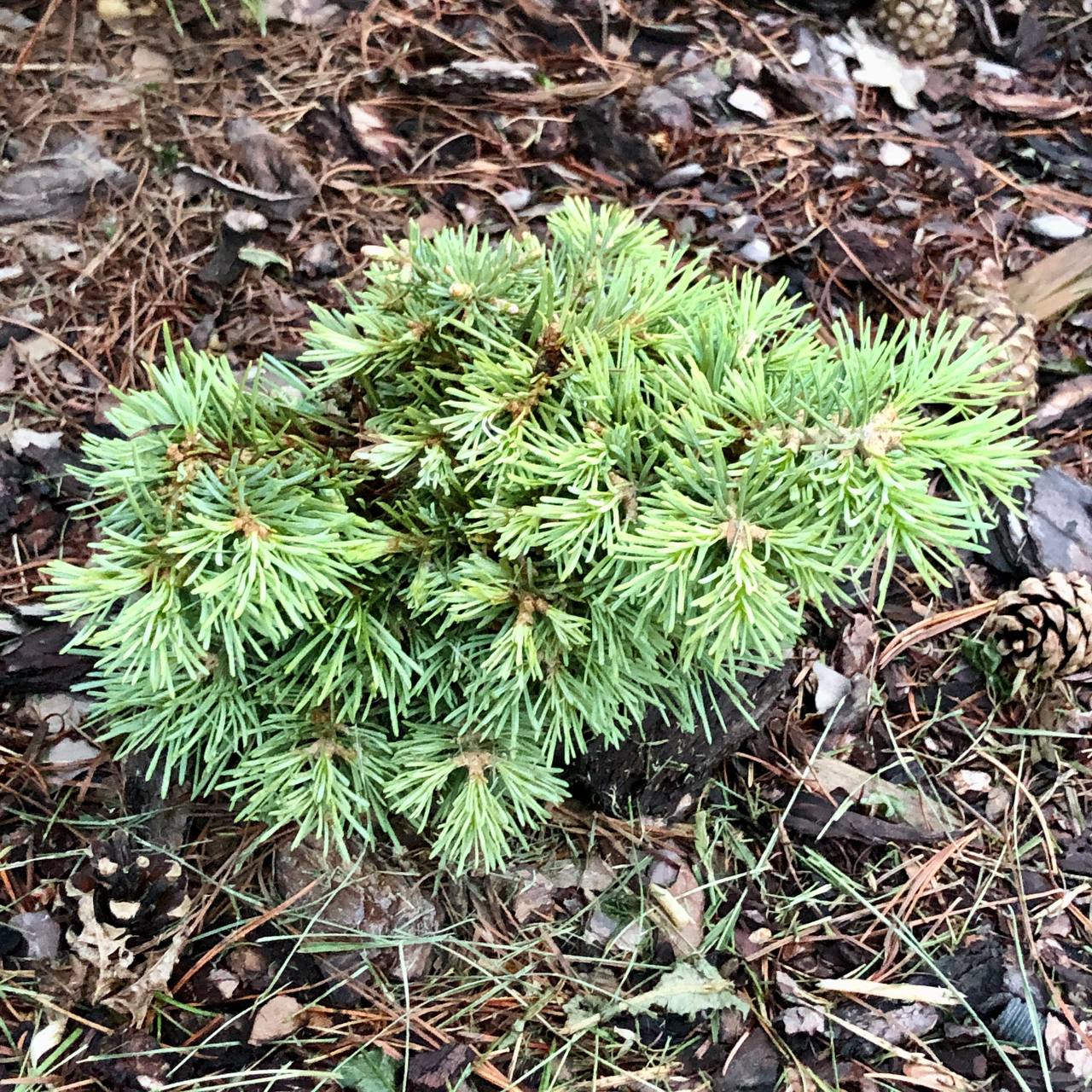 Abies concolor 'Biryuza'