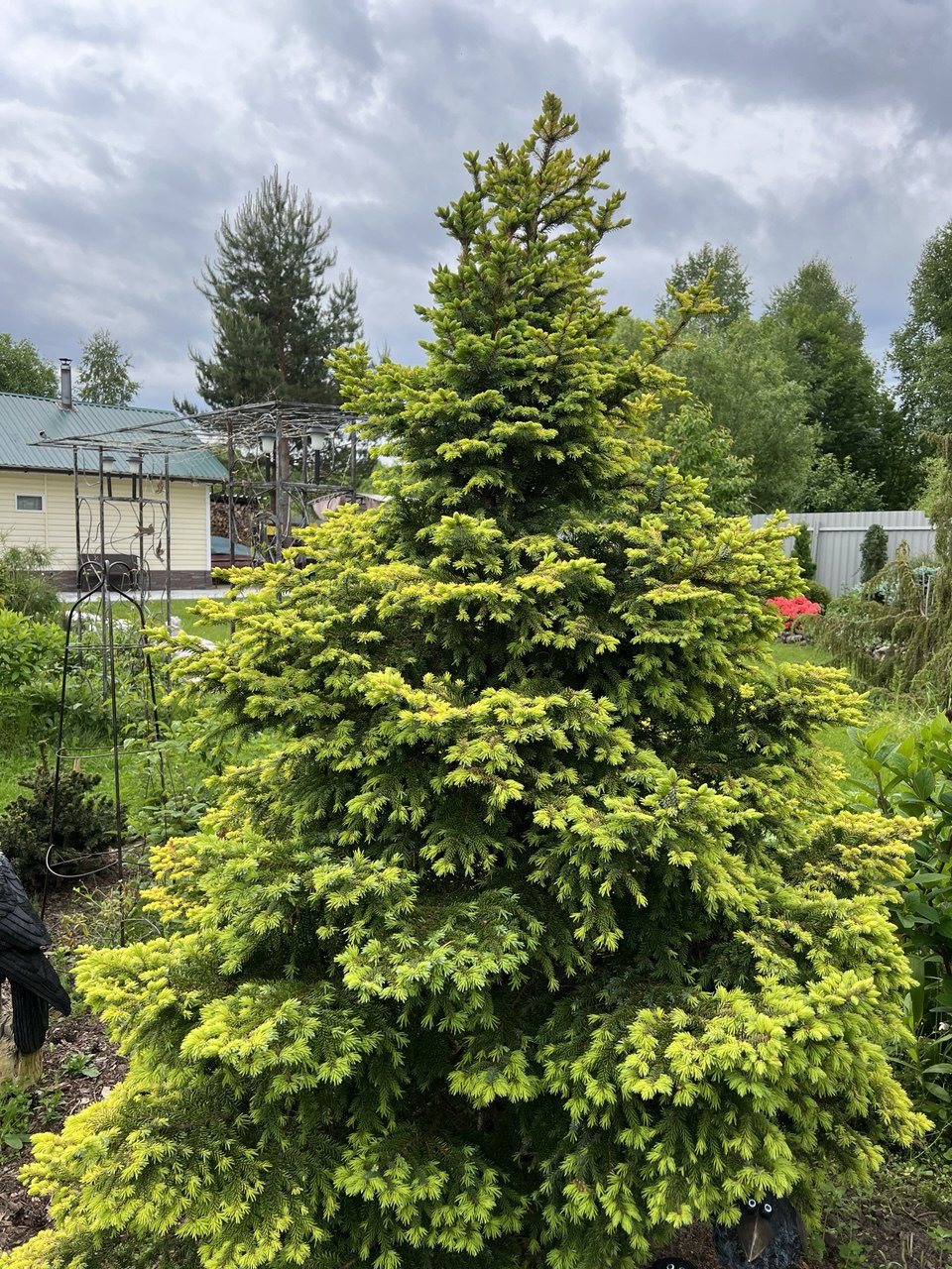 Picea omorika ‘Peve Tijn’