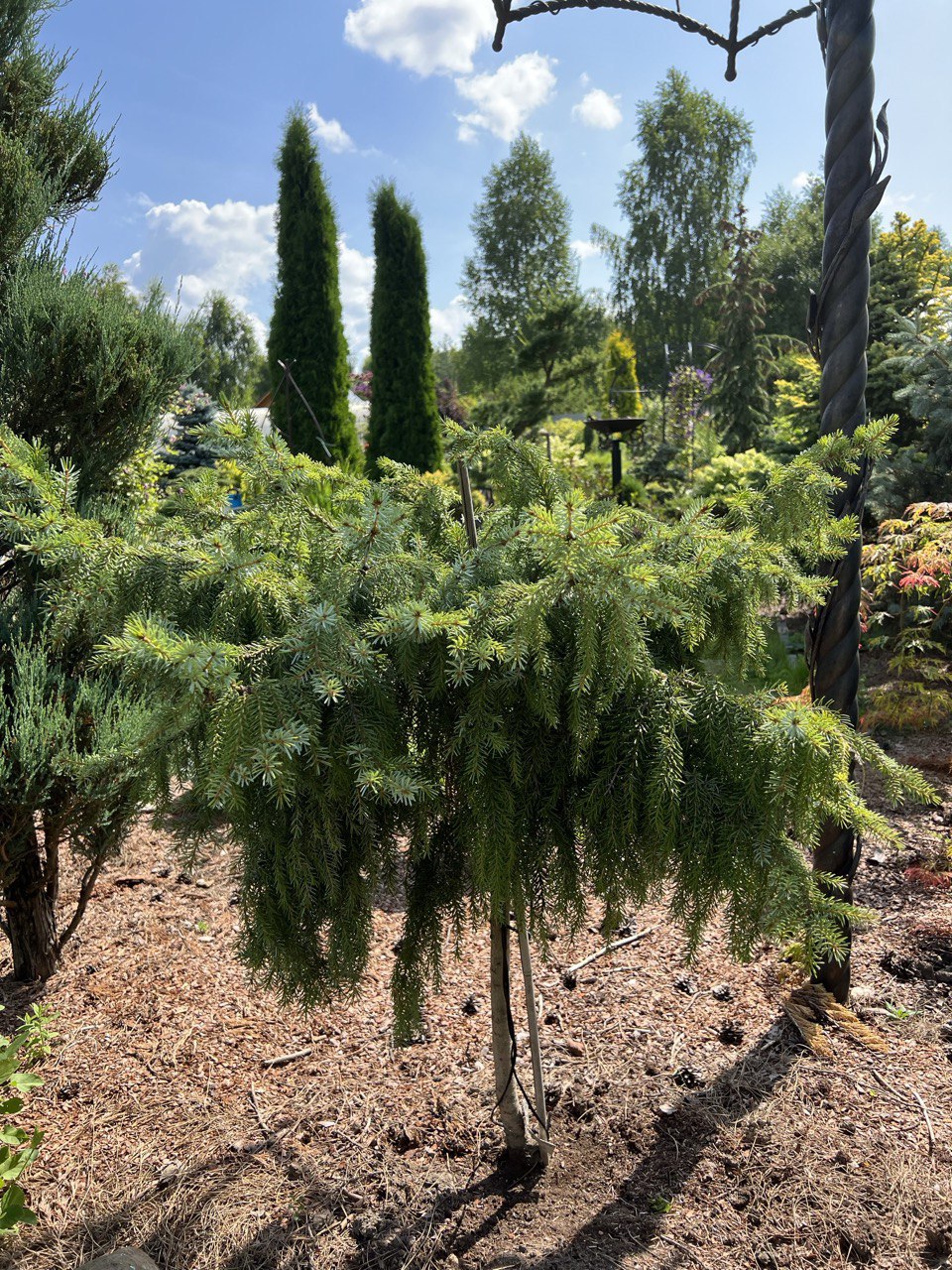 Picea omorika ‘Papiros’