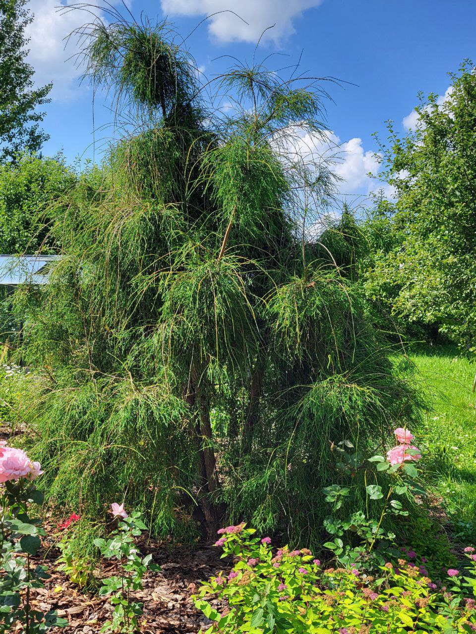 Thuja occidentalis 'Filiformis'
