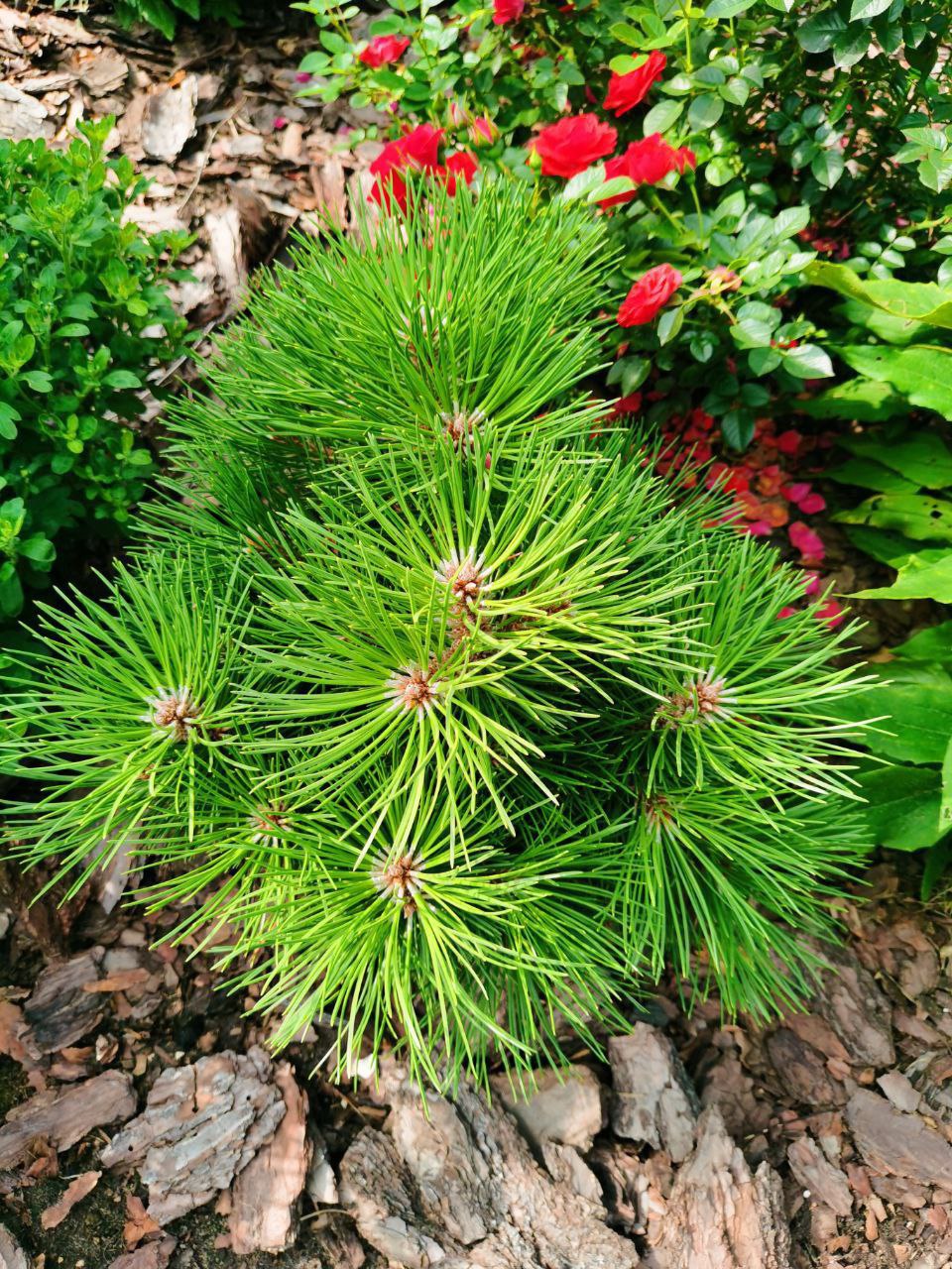 Pinus nigra 'Hornibrookiana'