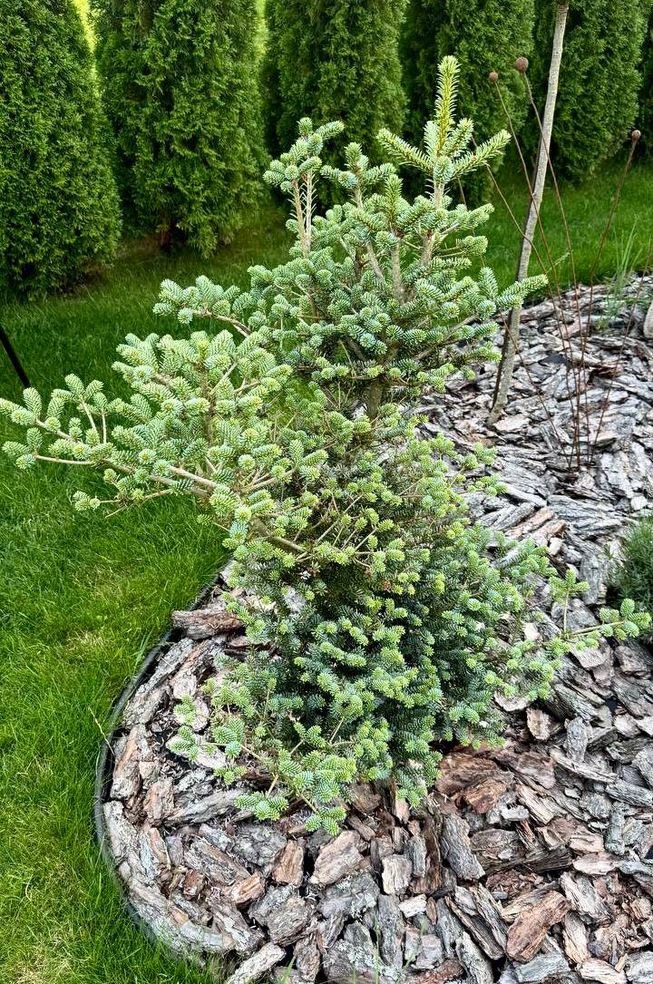 Abies koreana ‘Blue Emperor’