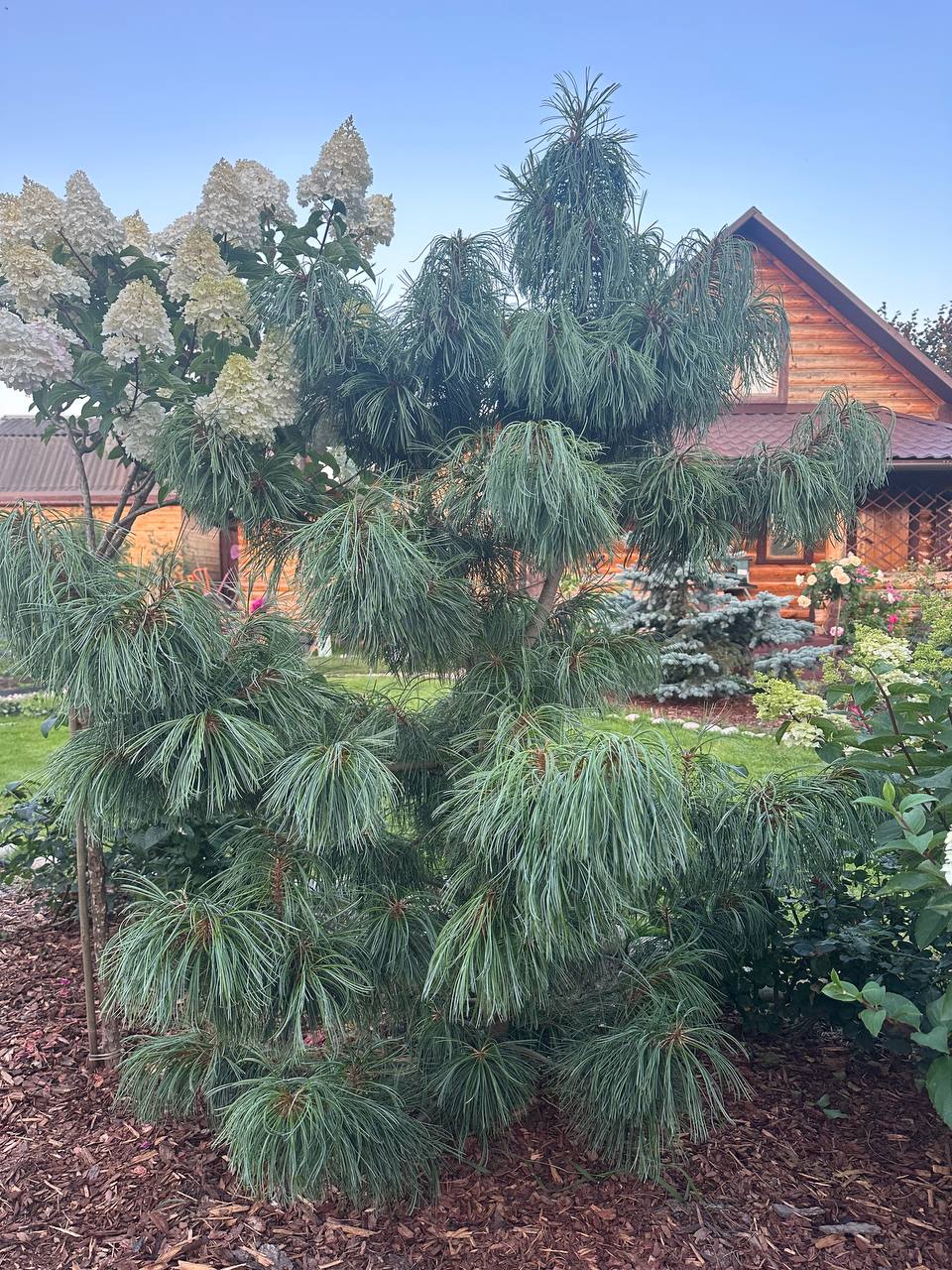 Pinus koraiensis ‘Dragon Eye’