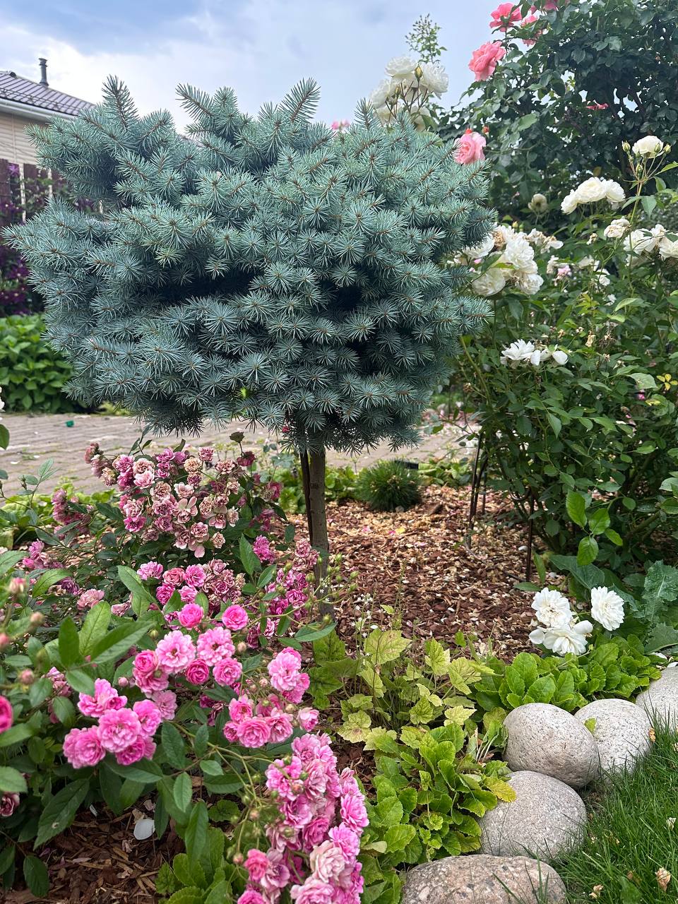 Picea pungens ‘St. Mary's Broom’