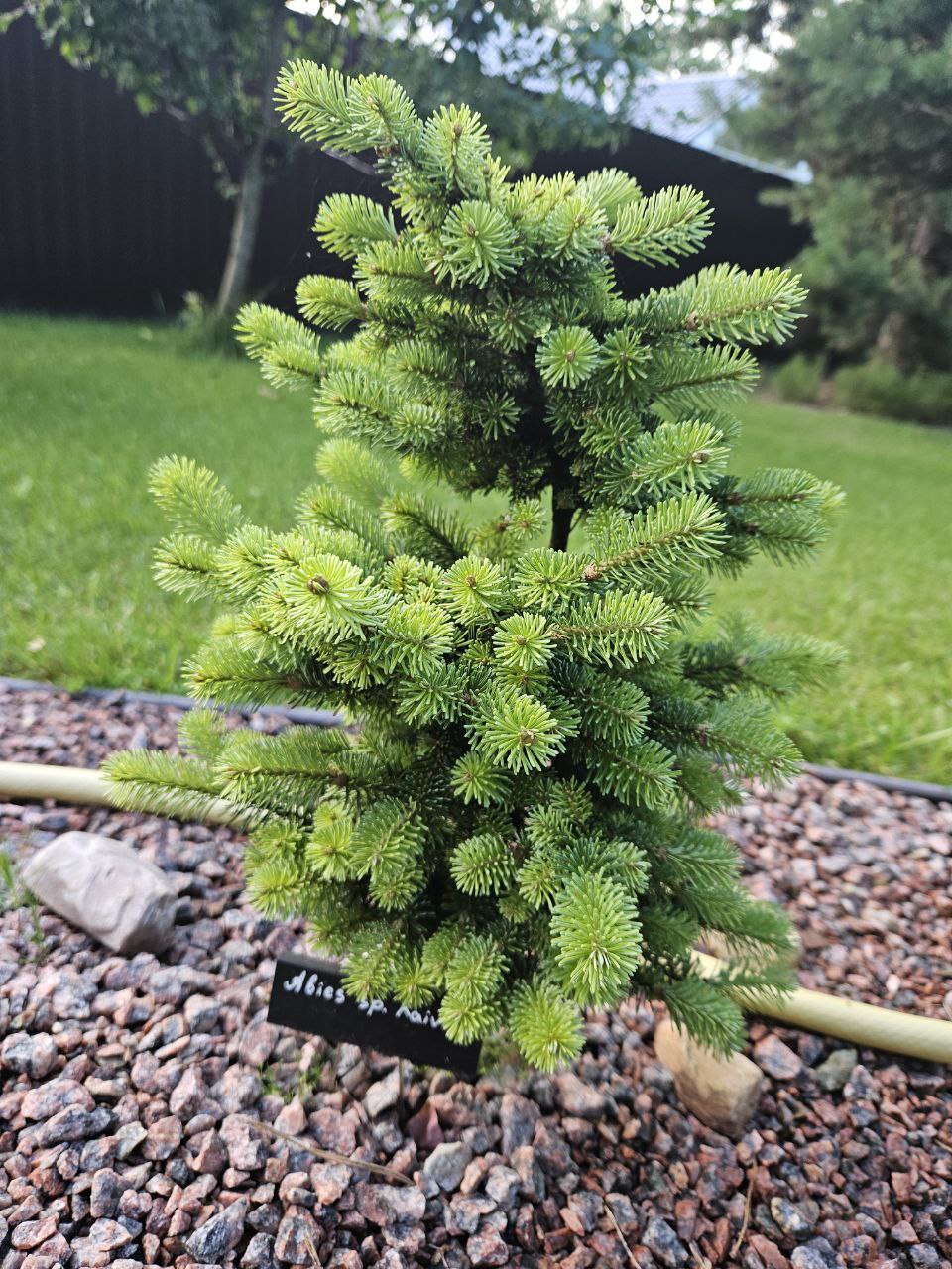 Abies SP 'Raivola'