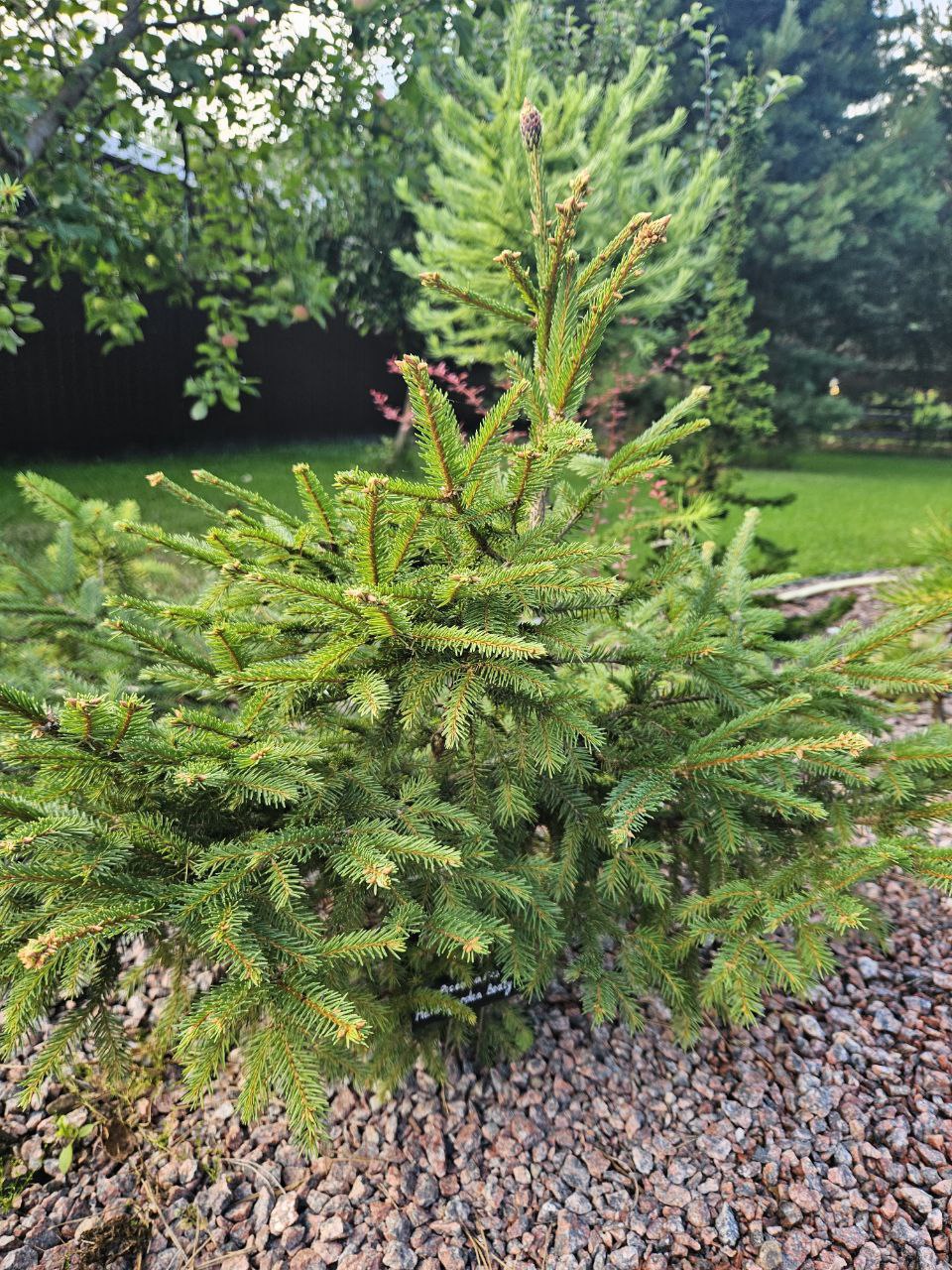 Picea abies 'Henksgarden Beauty'