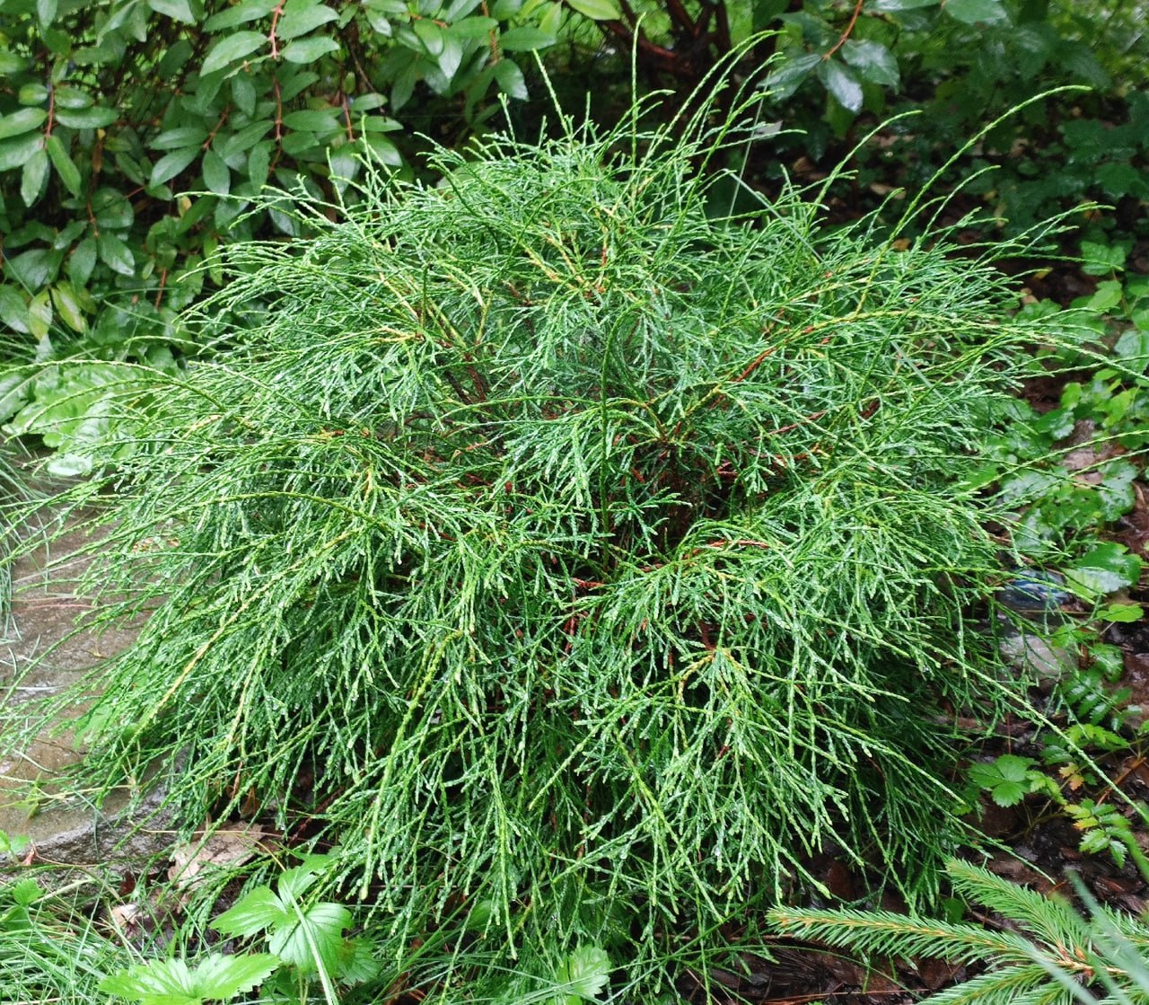 Thuja occidentalis 'Pin Cushion'