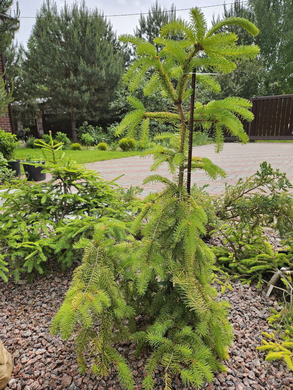Picea abies 'Aurea Magnifica'