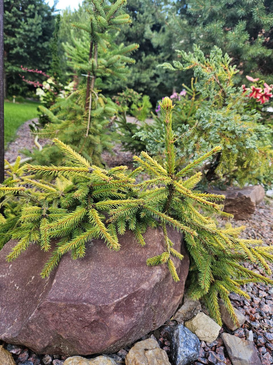 Picea abies 'Dandylion'