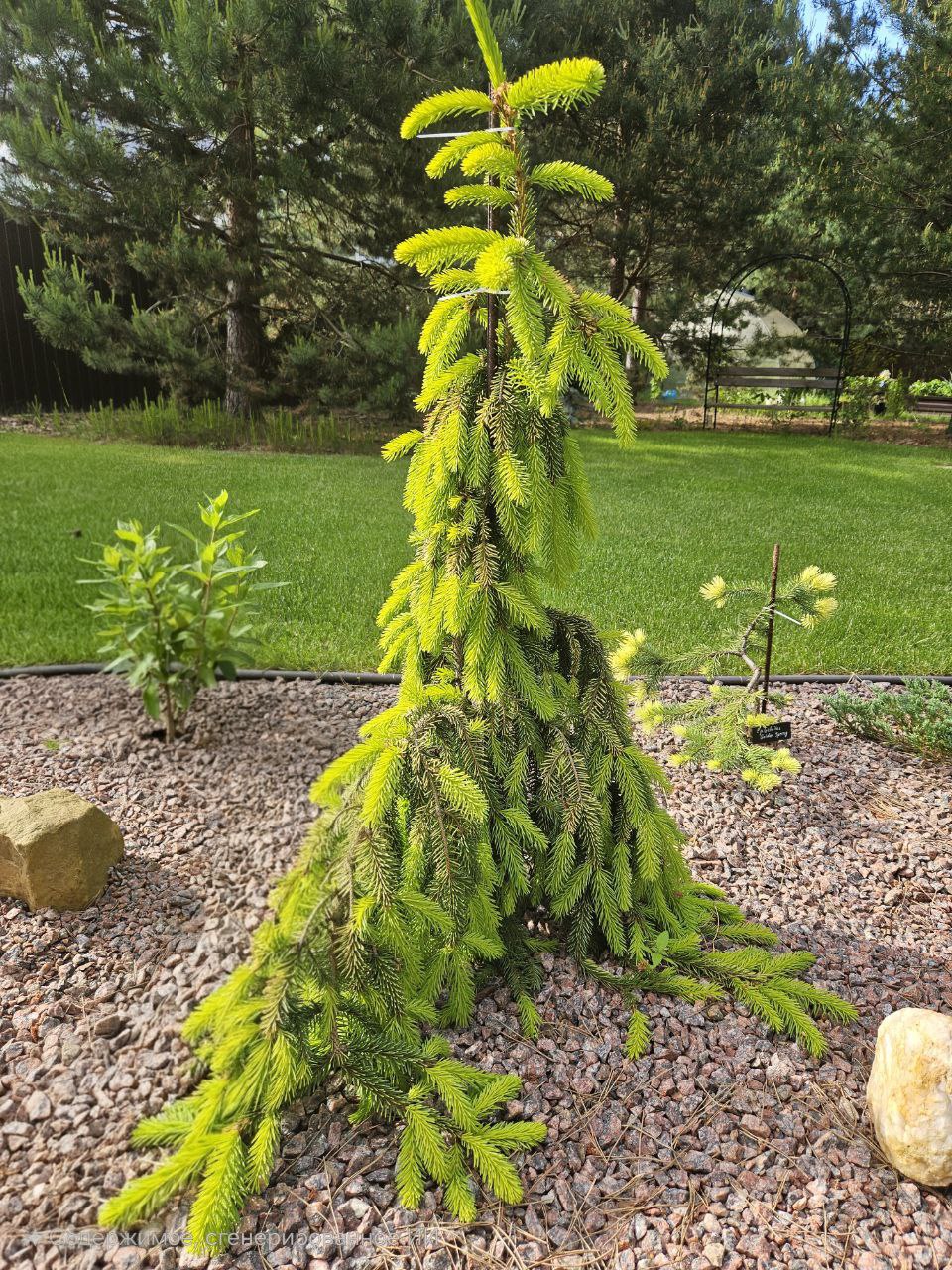 Picea abies 'Gold Drift'