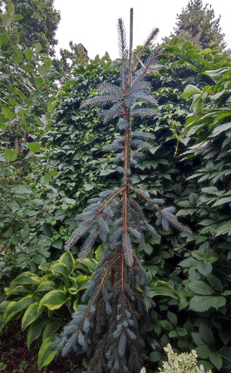 Picea pungens 'Pendula Mlynki'