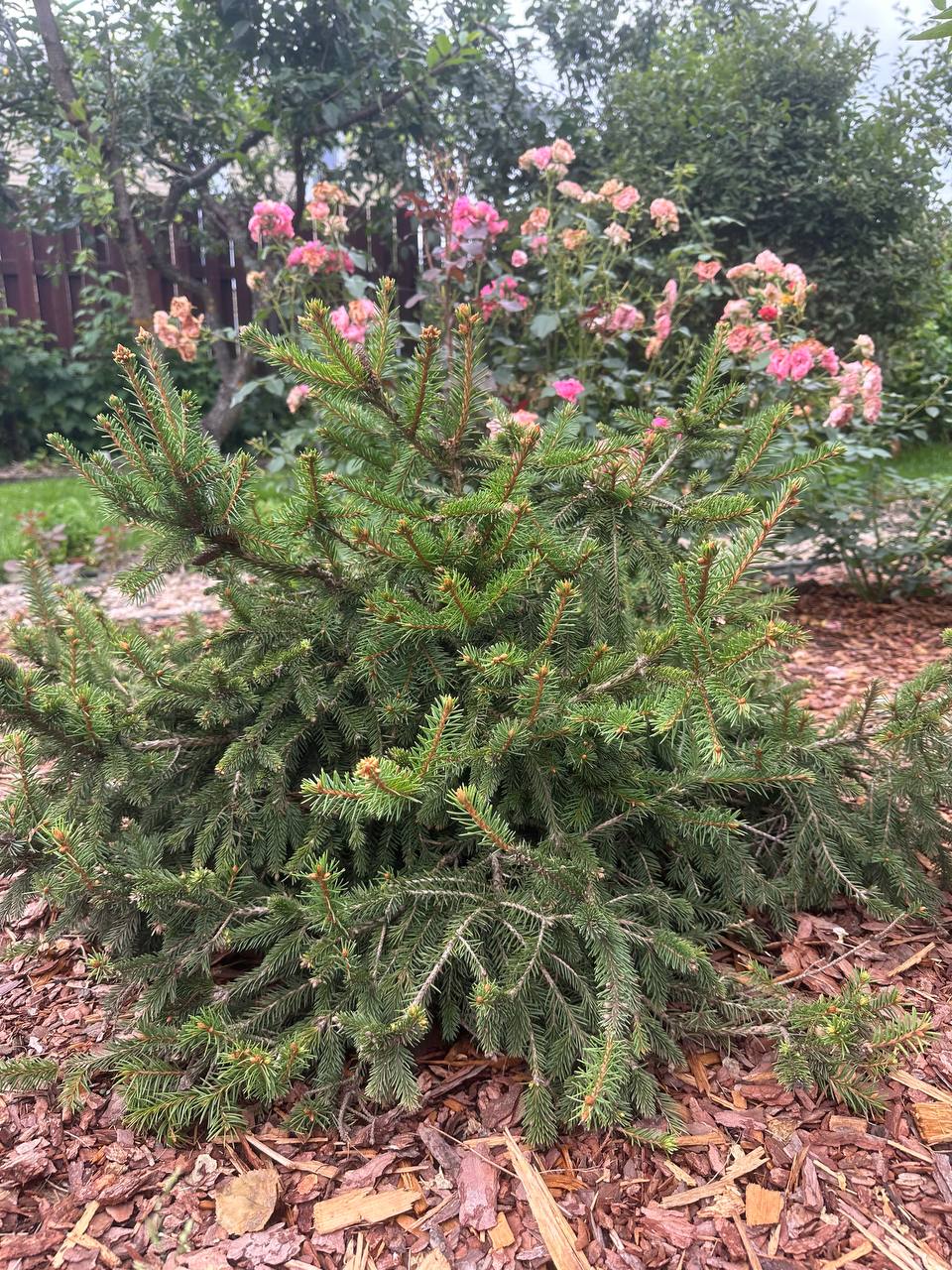 Picea abies ‘Pusch’