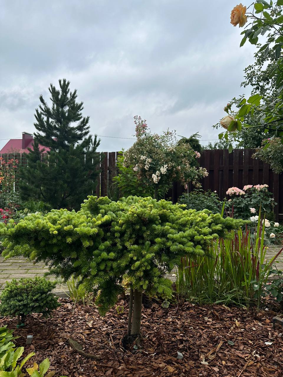 Abies veitchii 'Heddergott'