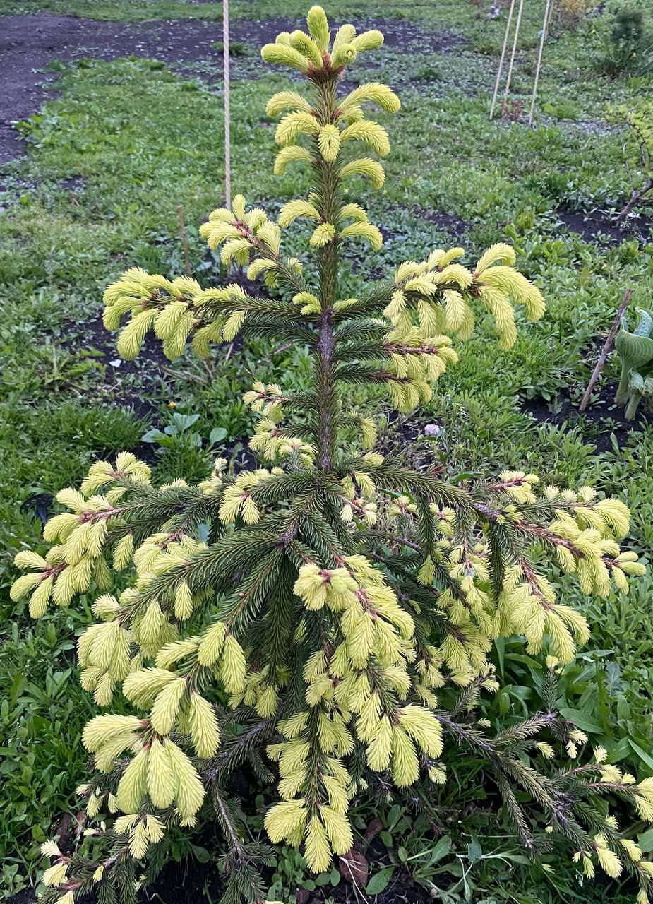 Picea abies 'Haapasten Kulta'