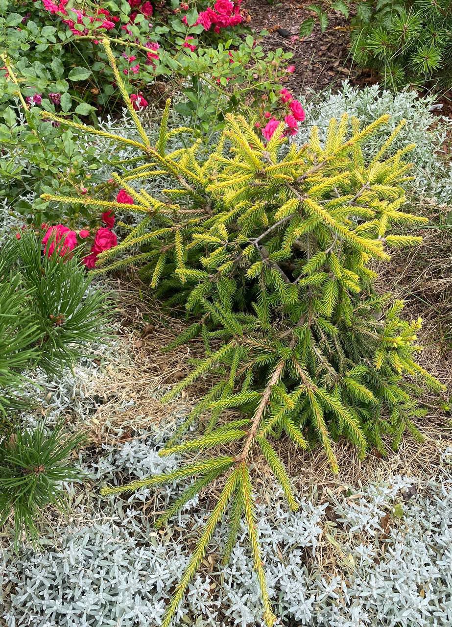 Picea abies 'Dandylion'