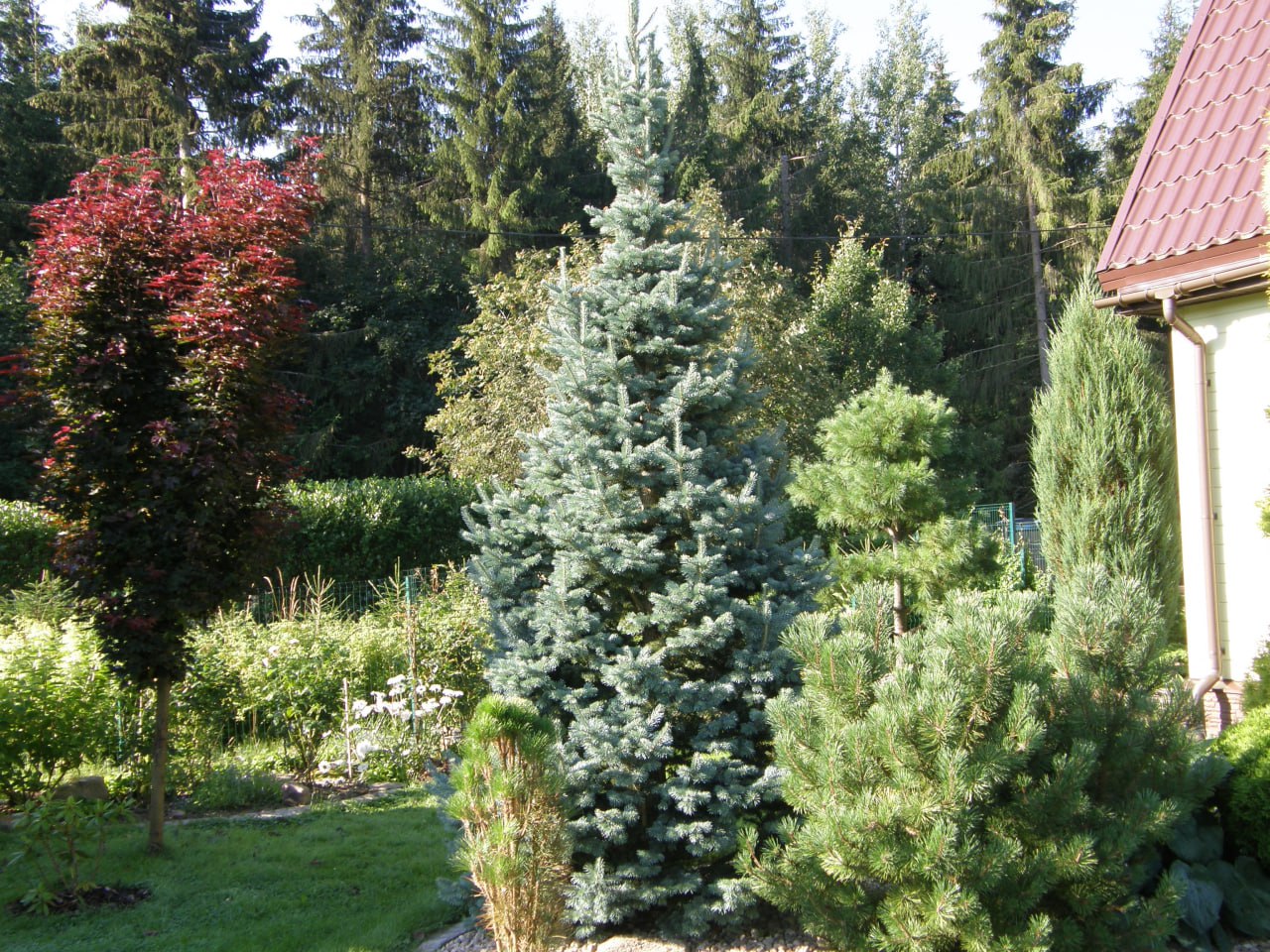 Abies lasiocarpa 'Compacta'