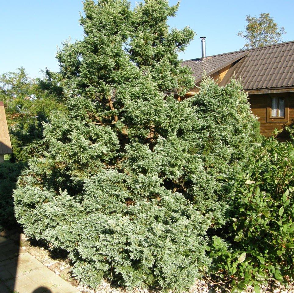 Chamaecyparis pisifera 'Boulevard'