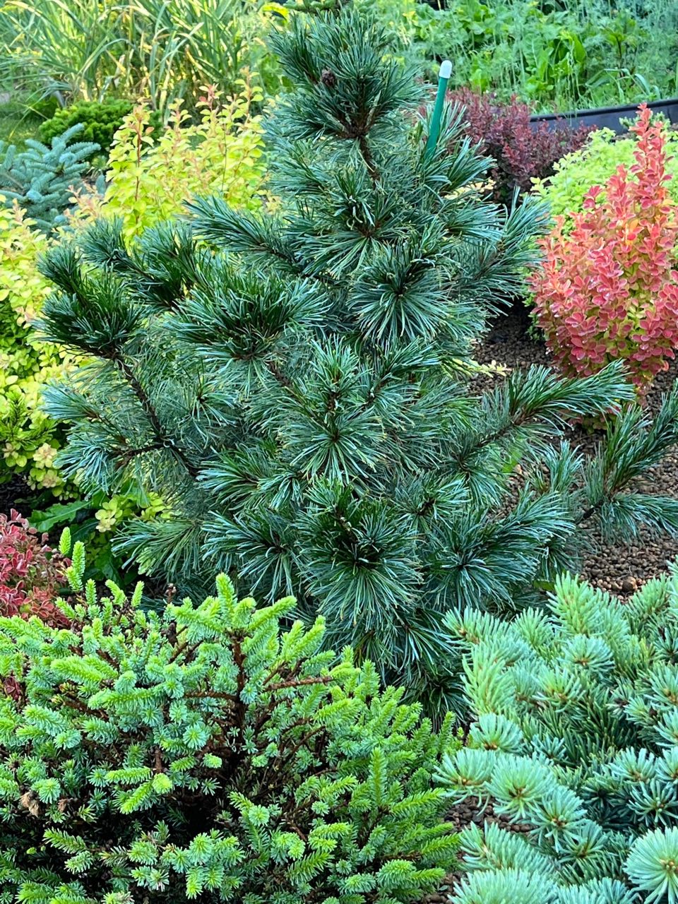 Pinus pumila ‘Blue Dwarf’