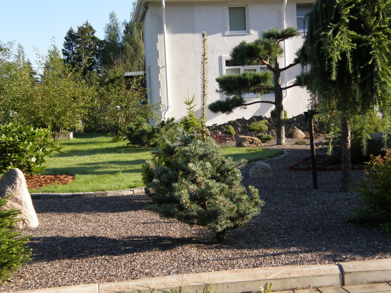 Picea pungens ‘Mecky’