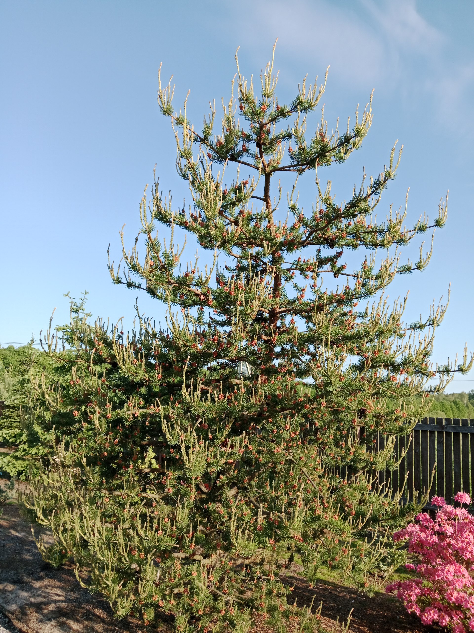 Pinus banksiana ’Arktis’