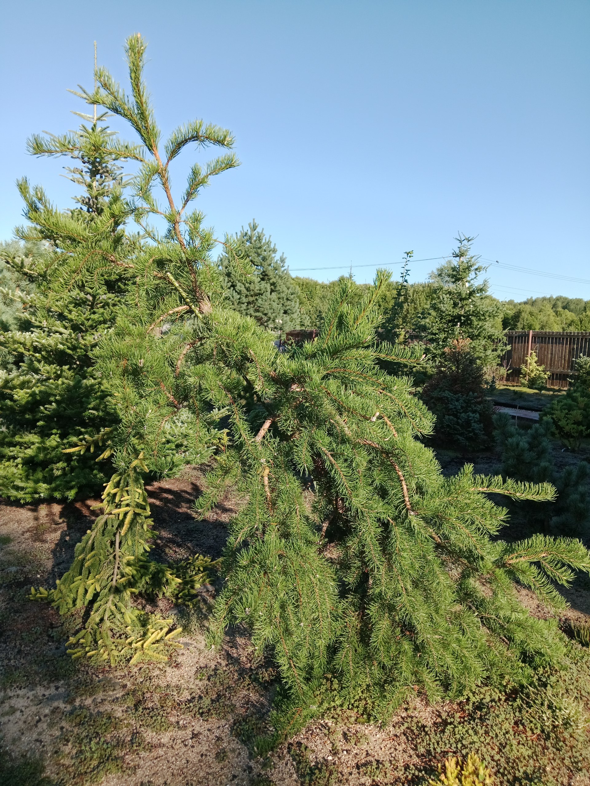 Pinus banksiana ’Uncle Foggy’