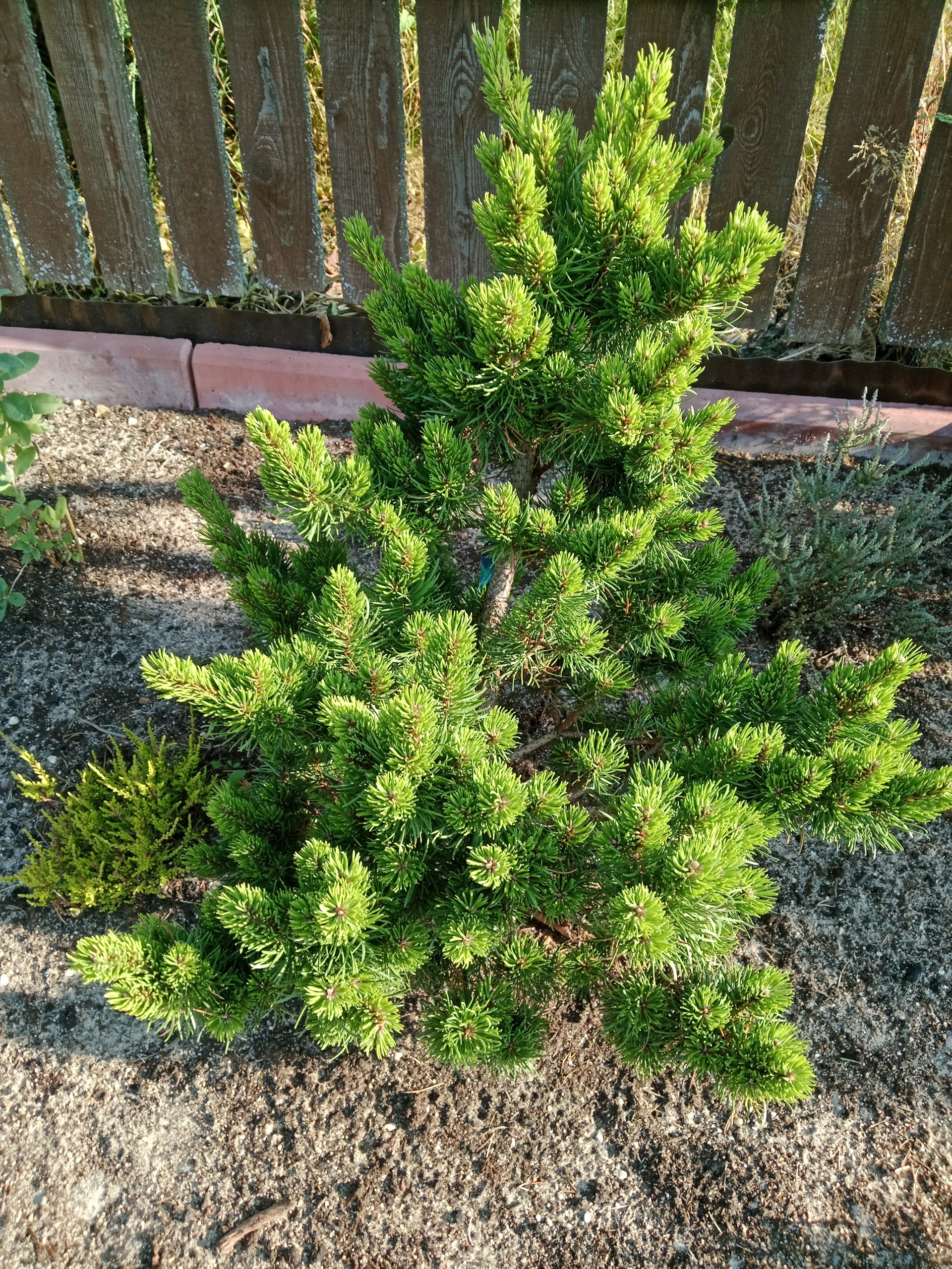 Pinus banksiana ’Banska Stiavnica’