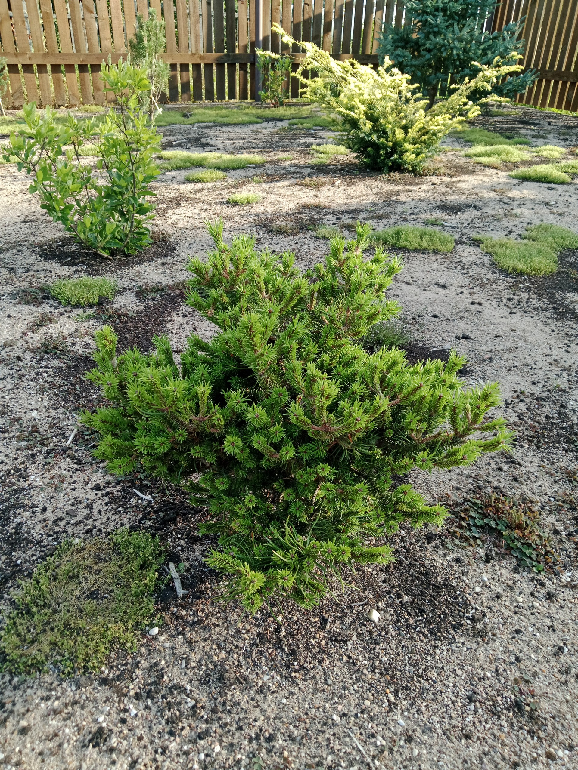 Pinus banksiana ’Schneverdingen’