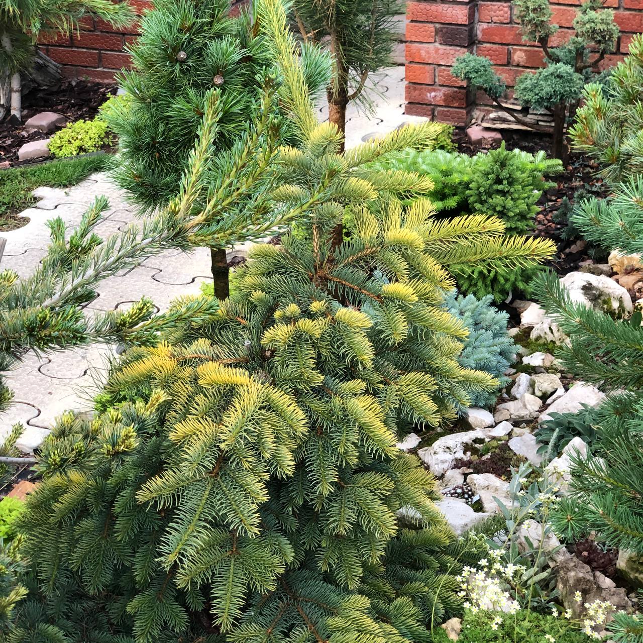 Picea pungens 'Aurea Nana Rezek'