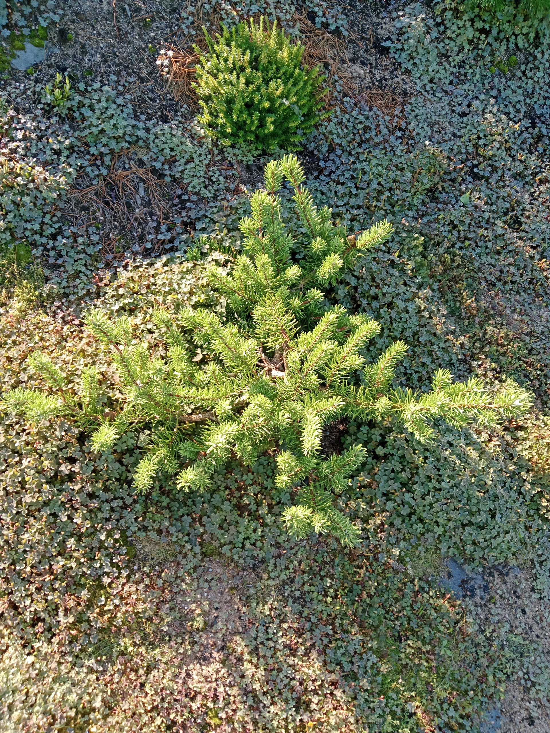 Pinus banksiana ’Schoodic’