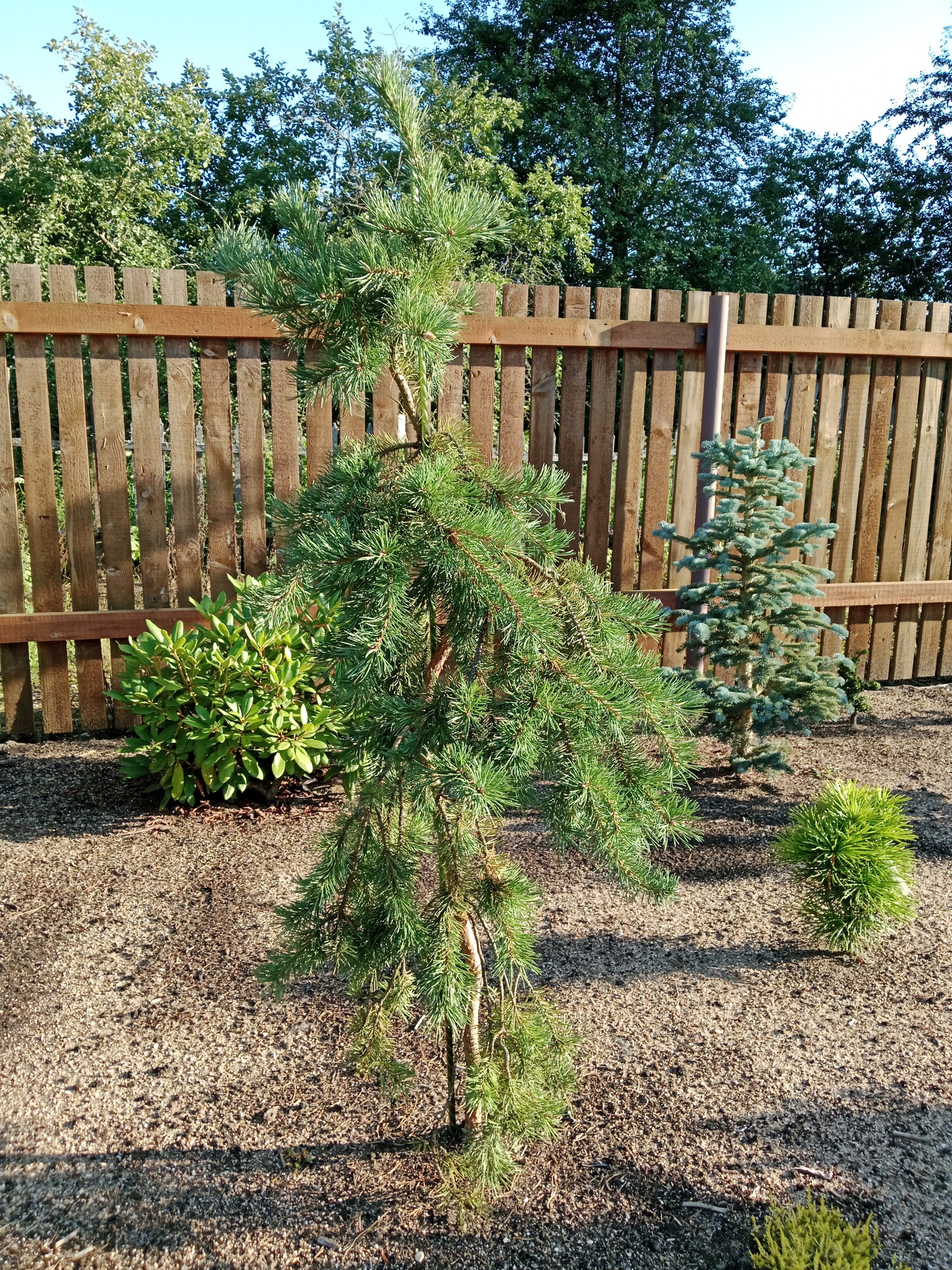 Pinus sylvestris 'Mitch Weeping'