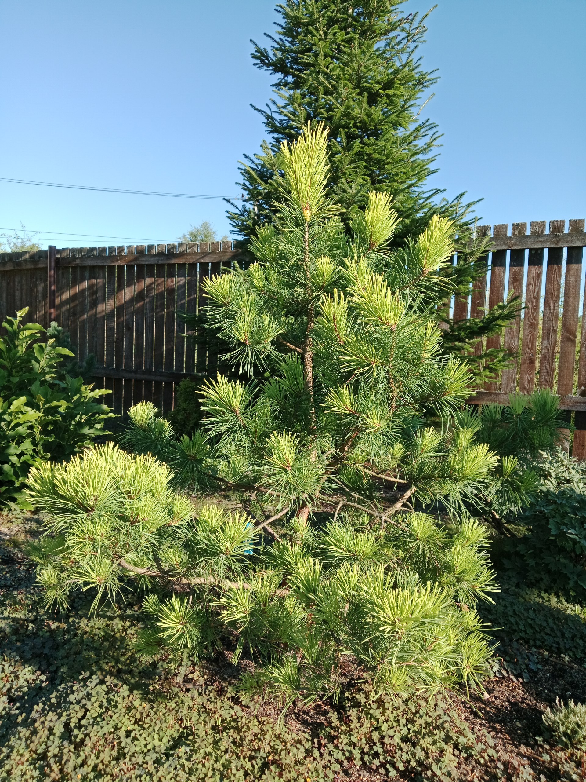 Pinus sylvestris 'Vargguld'