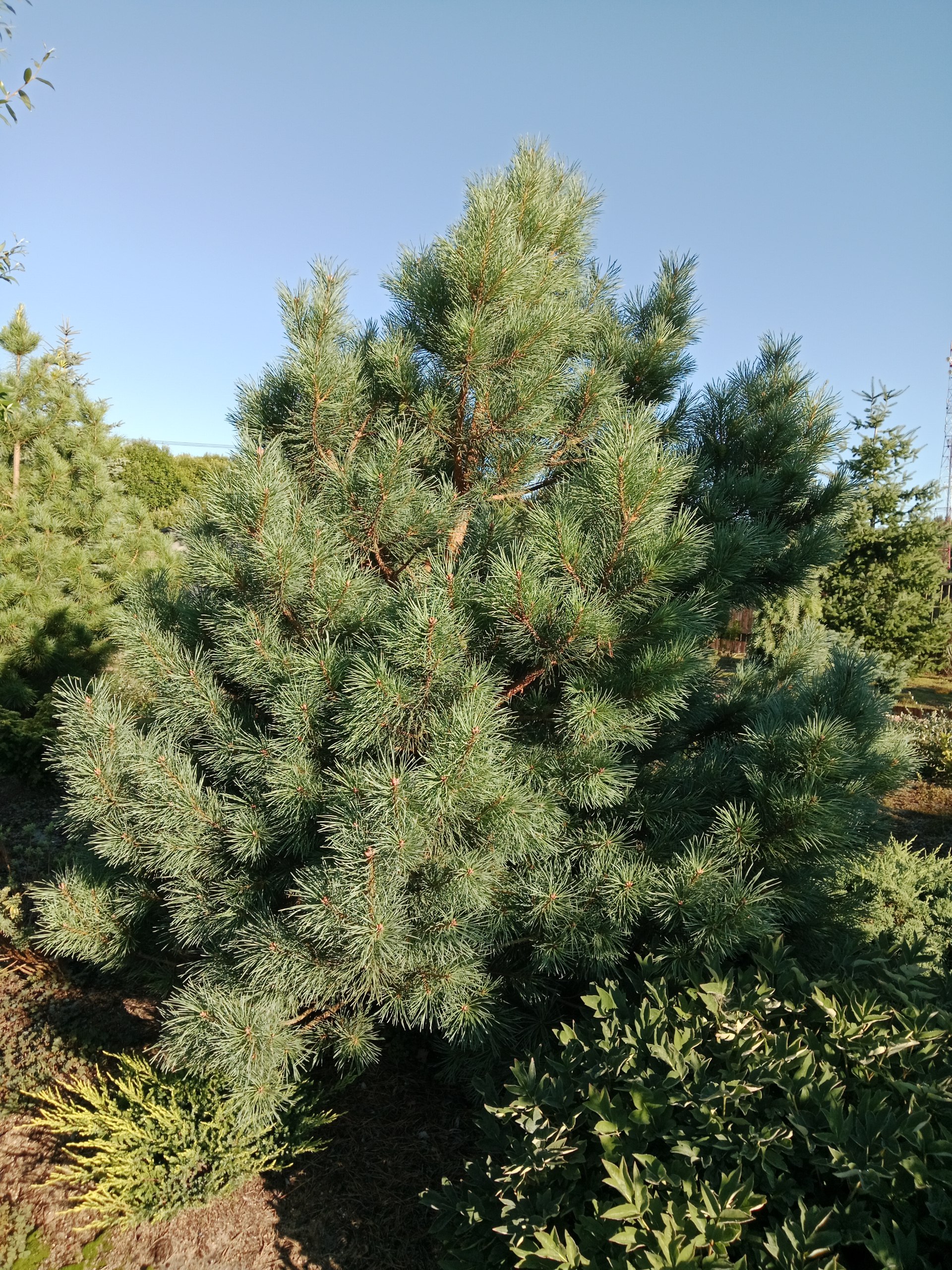 Pinus sylvestris 'Watereri'