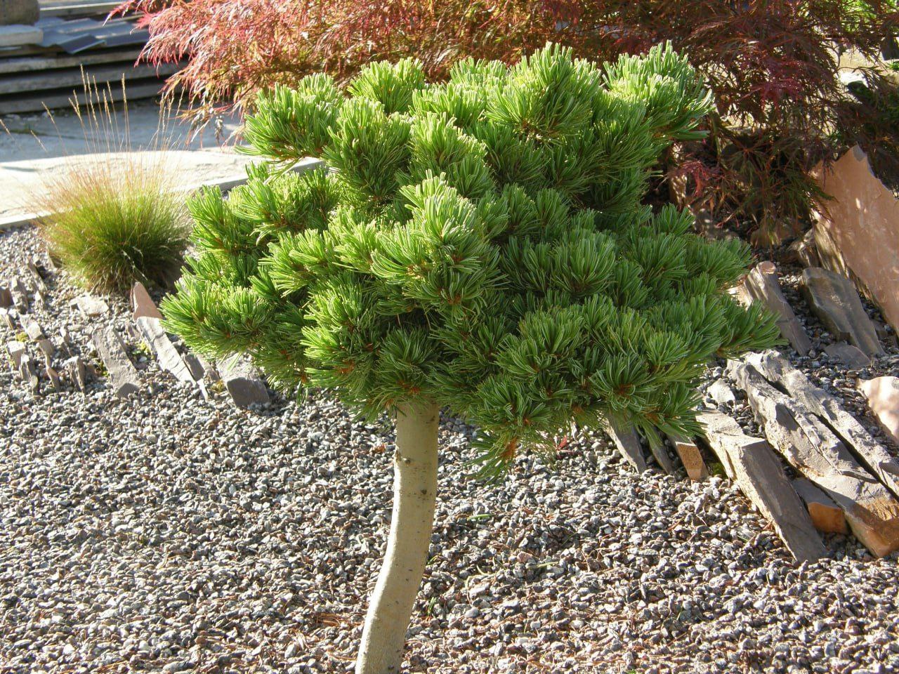 Pinus parviflora 'Goldschmied'