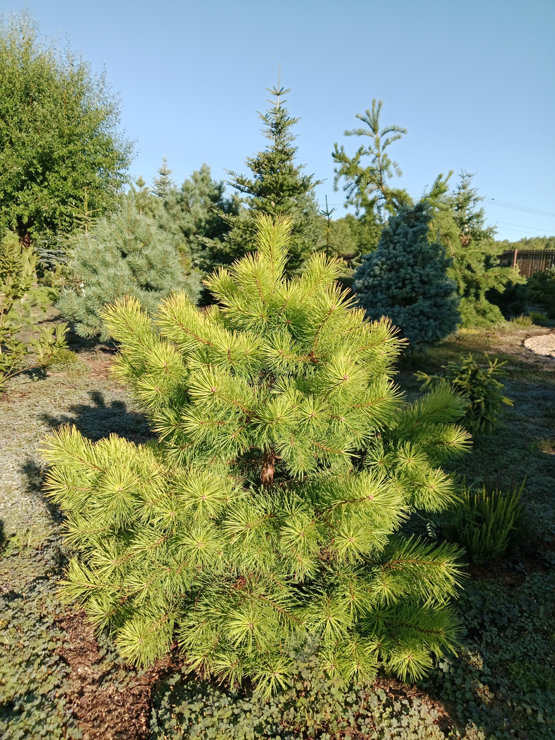 Pinus sylvestris 'Trollguld'