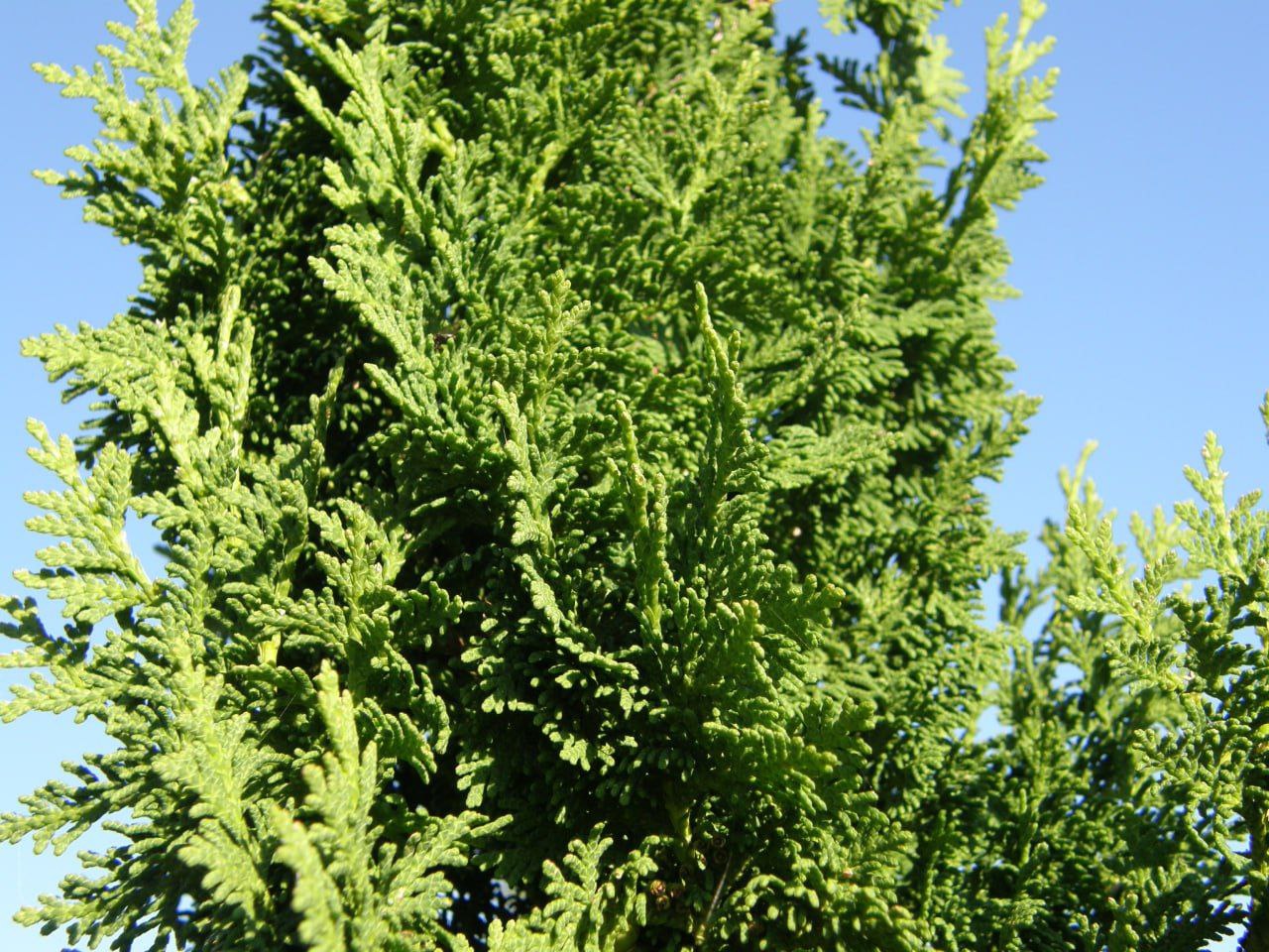 Thuja occidentalis 'Brobecks Tower'